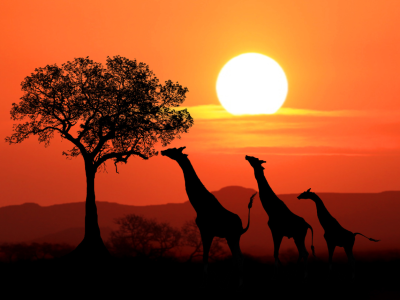 featured-image-setngo-south-africa (1)